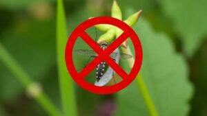 Rośliny, które robią za naturalnych strażników — jak zaaranżować ogród, żeby zniechęcić komary i kleszcze?